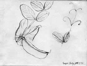 Pea plant sketches