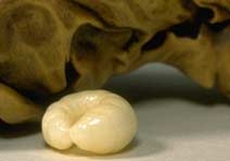 Generations: Iris Root: Boxwood, Tagua Nut