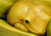 Pea Pod Peeper