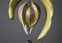 Nicandra Pod & Leaf Brooch