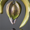 Nicandra Pod & Leaf - Brooch
